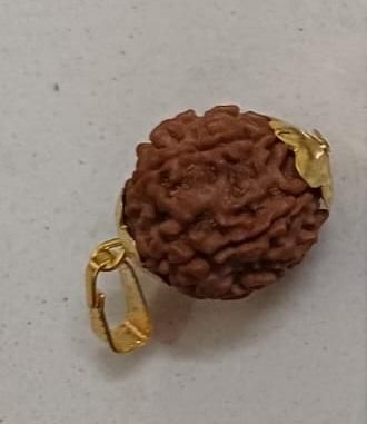 7 Mukhi Rudraksha with Cap Symbol of Goddess Lakshmi & Lord Shiva | Certified & Energized