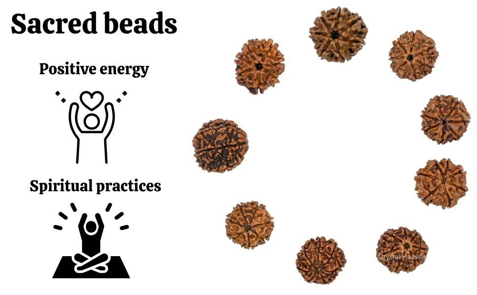 7 Mukhi Rudraksha with Cap Symbol of Goddess Lakshmi & Lord Shiva | Certified & Energized