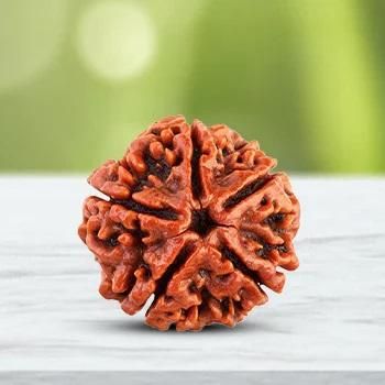 Original & Certified Mahamandaleshwar Swami Rudraksha Sacred Bead for Peace, Prosperity & Spiritual Growth